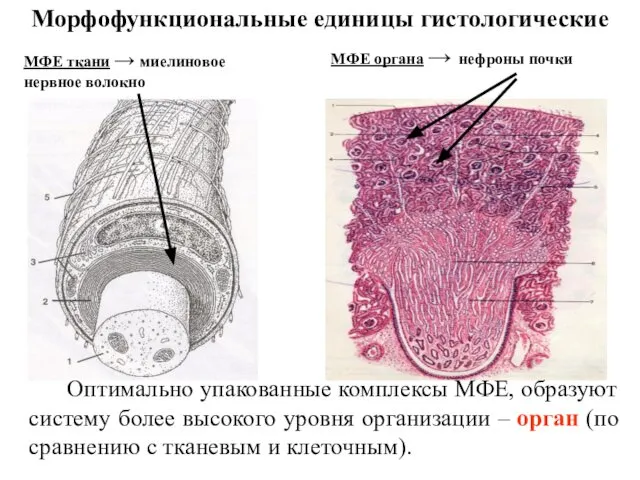 Морфофункциональные единицы гистологические МФЕ ткани → миелиновое нервное волокно МФЕ органа