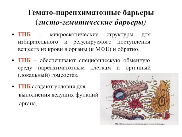 Гемато-паренхиматозные барьеры (гисто-гематические барьеры) ГПБ – микроскопические структуры для избирательного и