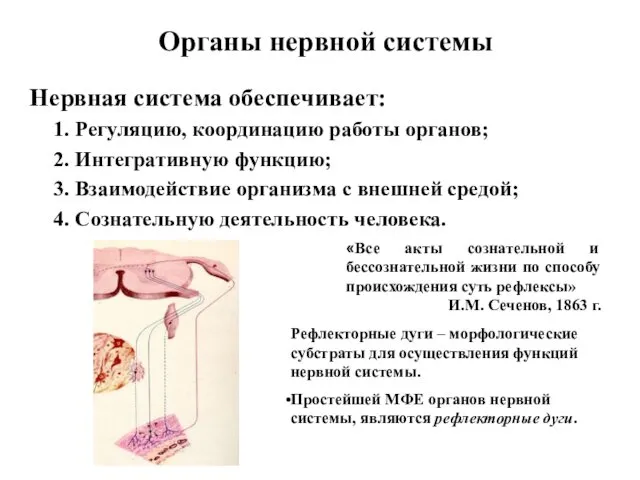 Органы нервной системы Нервная система обеспечивает: 1. Регуляцию, координацию работы органов;