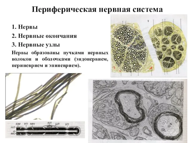 Периферическая нервная система 1. Нервы 2. Нервные окончания 3. Нервные узлы