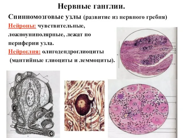 Нервные ганглии. Спинномозговые узлы (развитие из нервного гребня) Нейроны: чувствительные, ложноуниполярные,