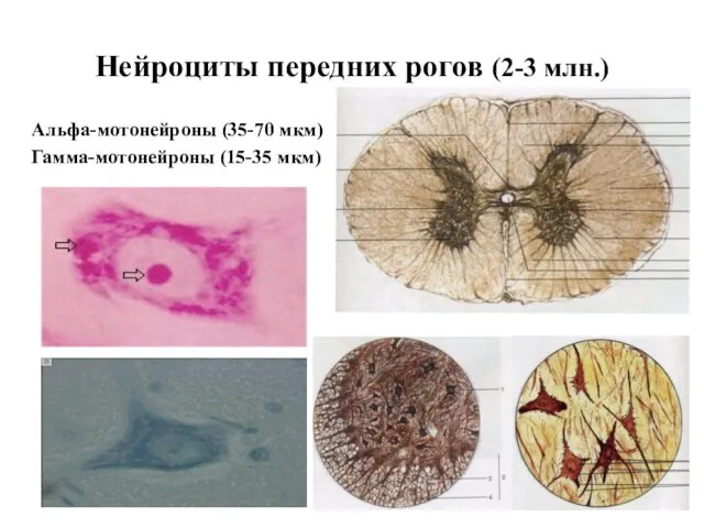 Нейроциты передних рогов (2-3 млн.) Альфа-мотонейроны (35-70 мкм) Гамма-мотонейроны (15-35 мкм)
