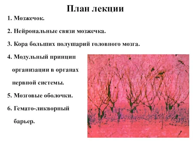 План лекции 1. Мозжечок. 2. Нейрональные связи мозжечка. 3. Кора больших