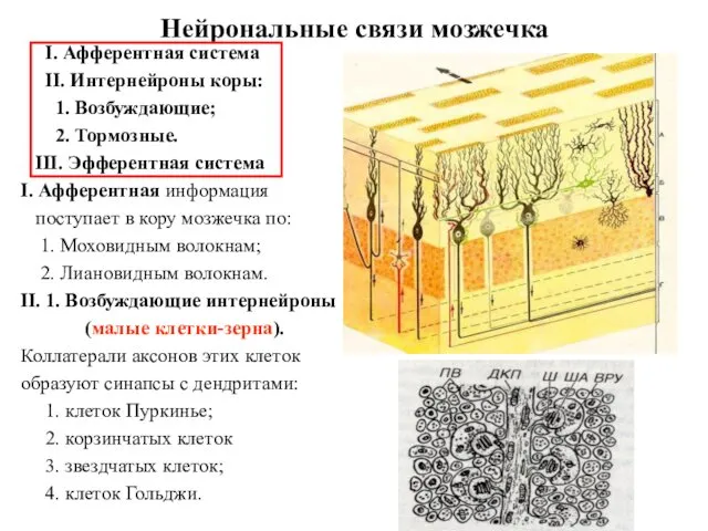 Нейрональные связи мозжечка I. Афферентная система II. Интернейроны коры: 1. Возбуждающие;