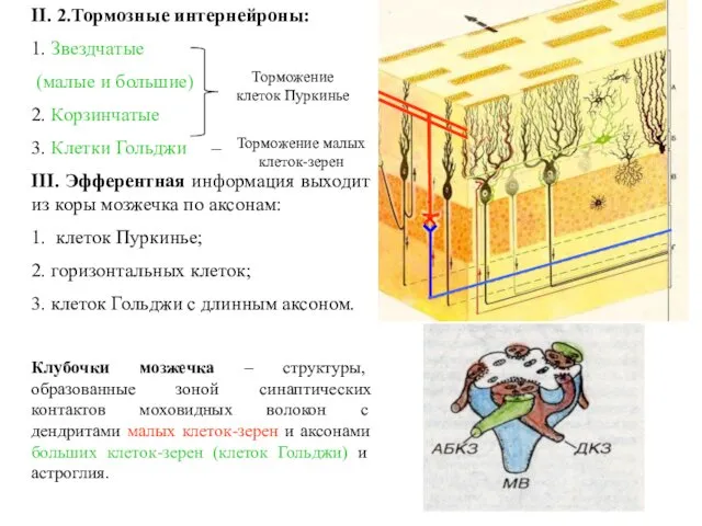 II. 2.Тормозные интернейроны: 1. Звездчатые (малые и большие) 2. Корзинчатые 3.