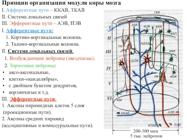 200-300 мкм 5 тыс. нейронов Принцип организации модуля коры мозга I.