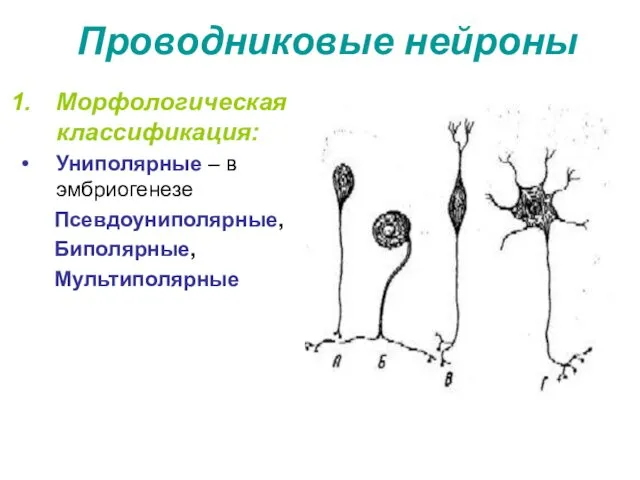 Проводниковые нейроны Морфологическая классификация: Униполярные – в эмбриогенезе Псевдоуниполярные, Биполярные, Мультиполярные