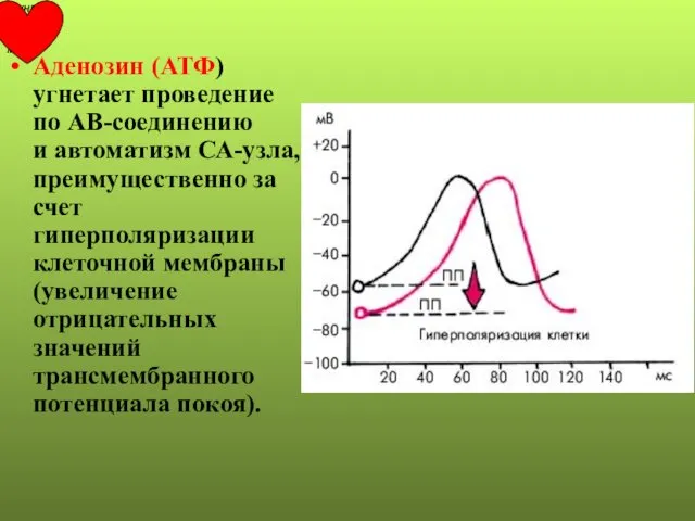 Аденозин (АТФ) угнетает проведение по АВ-соединению и автоматизм СА-узла, преимущественно за