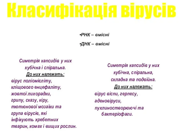 Класифікація вірусів Симетрія капсидів у них кубічна і спіральна. До них