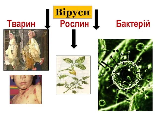 Віруси Тварин Рослин Бактерій