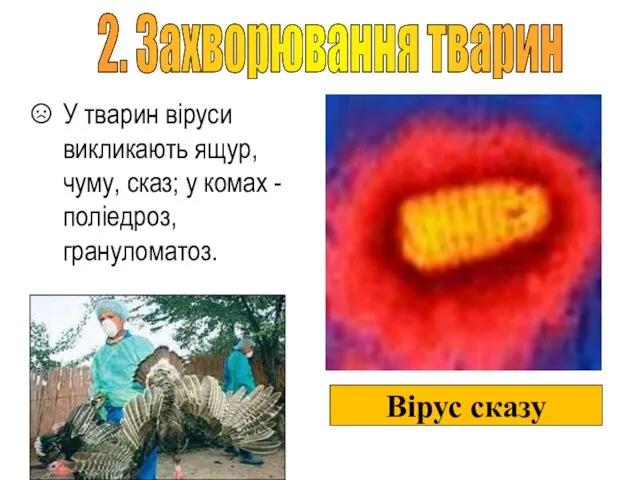 У тварин віруси викликають ящур, чуму, сказ; у комах - поліедроз,