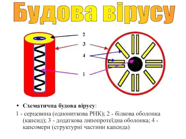 Схематична будова вірусу: 1 - серцевина (однониткова РНК); 2 - білкова