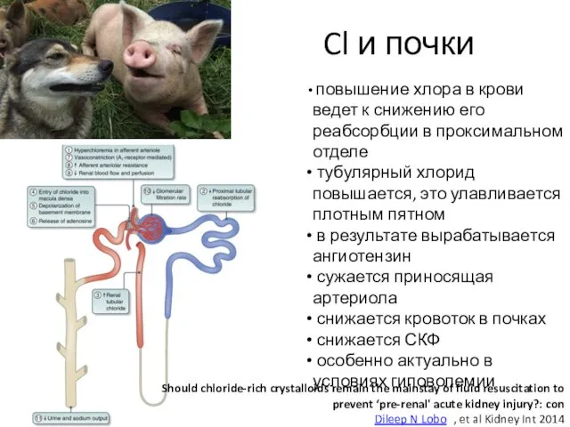 повышение хлора в крови ведет к снижению его реабсорбции в проксимальном