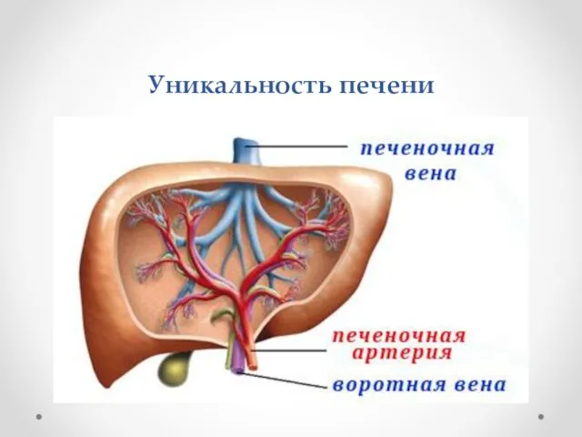 Уникальность печени