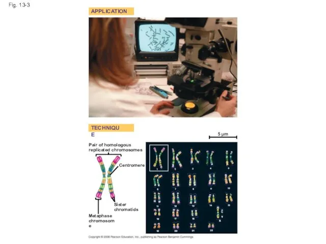 Fig. 13-3 APPLICATION TECHNIQUE Pair of homologous replicated chromosomes 5 µm Centromere Sister chromatids Metaphase chromosome