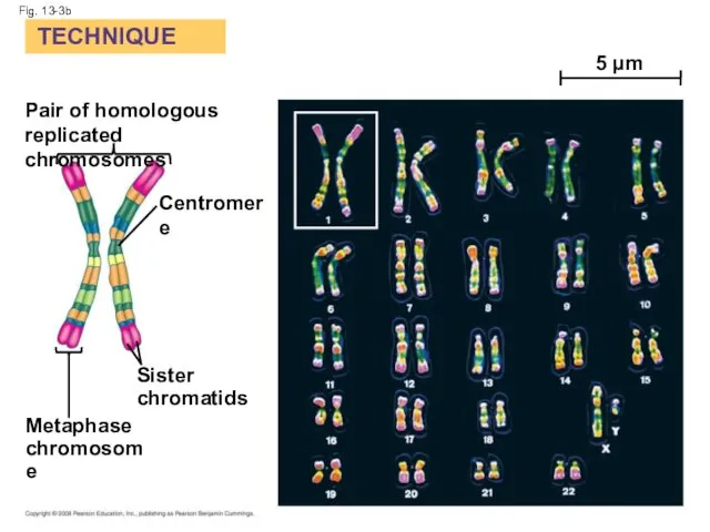 Fig. 13-3b TECHNIQUE Pair of homologous replicated chromosomes Centromere Sister chromatids Metaphase chromosome 5 µm