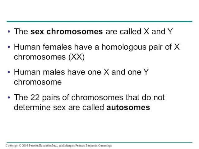The sex chromosomes are called X and Y Human females have