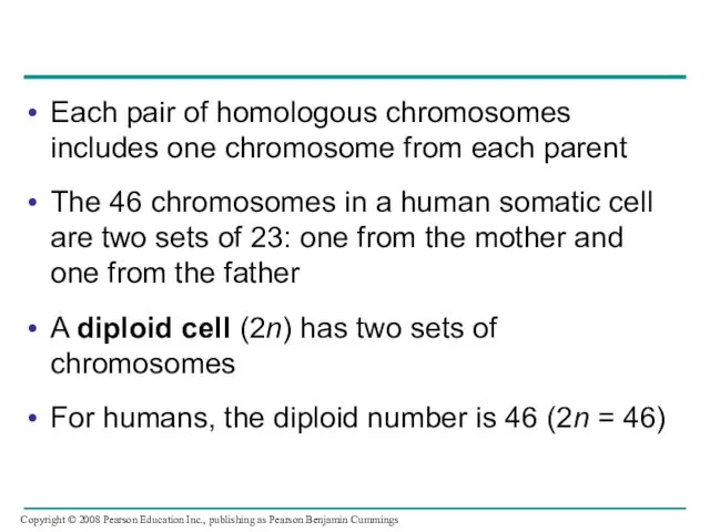 Each pair of homologous chromosomes includes one chromosome from each parent