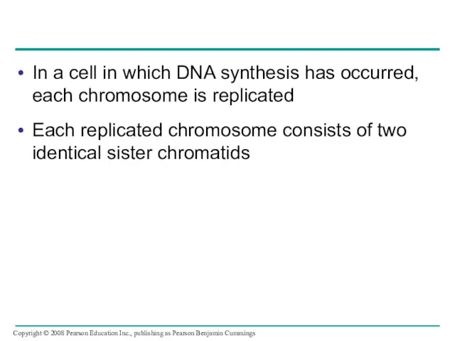 In a cell in which DNA synthesis has occurred, each chromosome