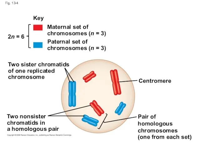 Fig. 13-4 Key Maternal set of chromosomes (n = 3) Paternal