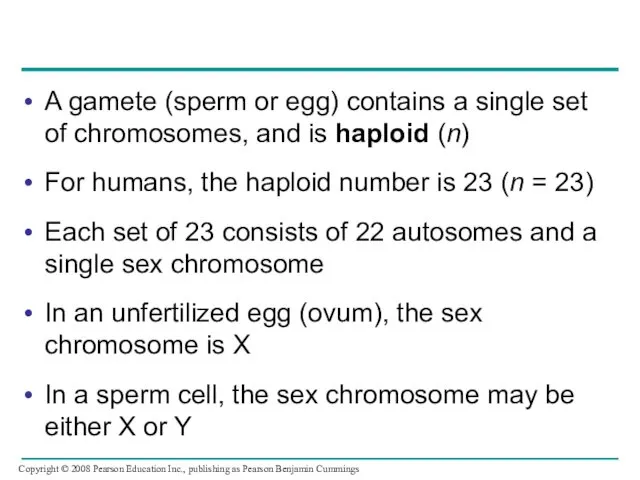 A gamete (sperm or egg) contains a single set of chromosomes,