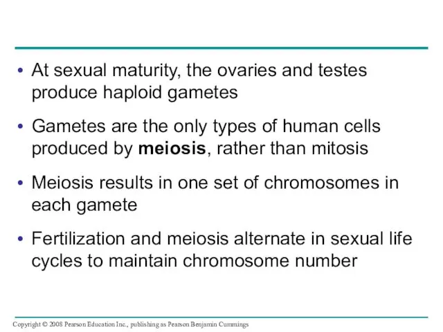 At sexual maturity, the ovaries and testes produce haploid gametes Gametes