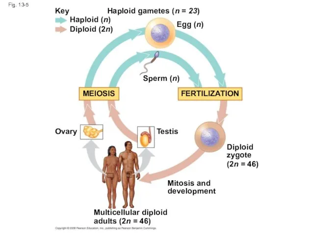 Fig. 13-5 Key Haploid (n) Diploid (2n) Haploid gametes (n =