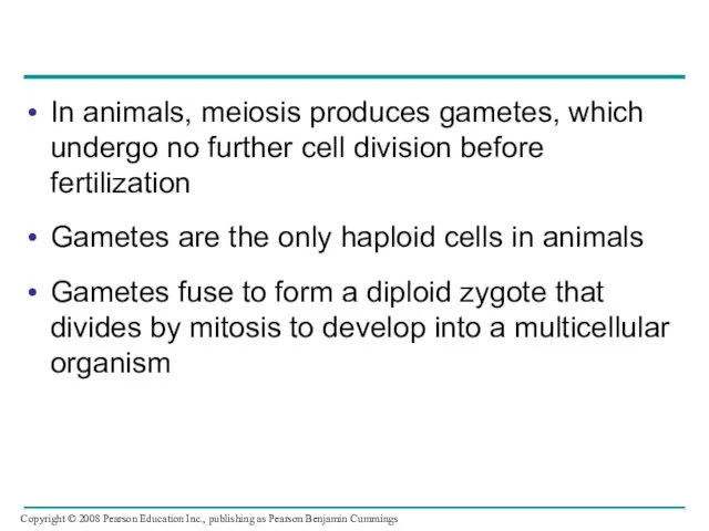 In animals, meiosis produces gametes, which undergo no further cell division