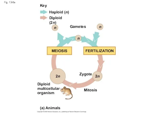 Fig. 13-6a Key Haploid (n) Diploid (2n) Gametes n n n