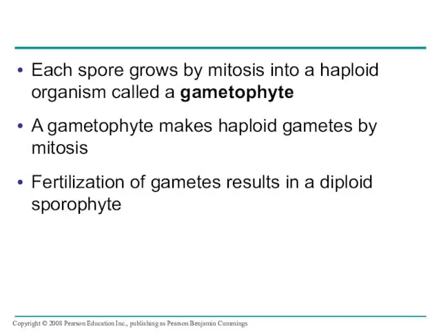 Each spore grows by mitosis into a haploid organism called a