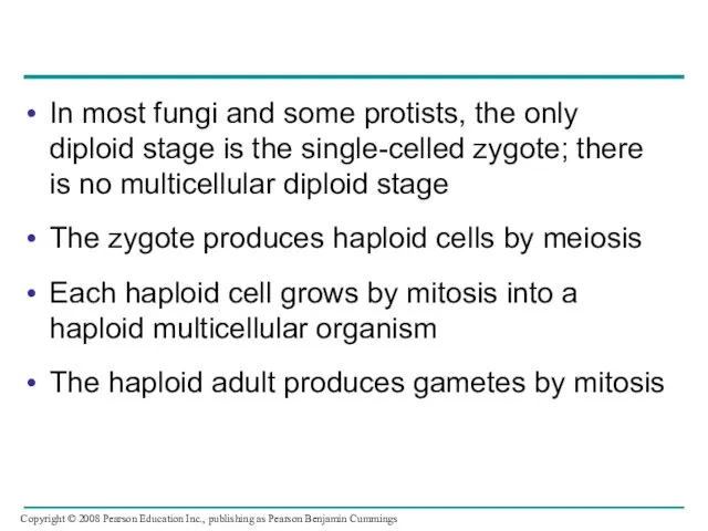 In most fungi and some protists, the only diploid stage is