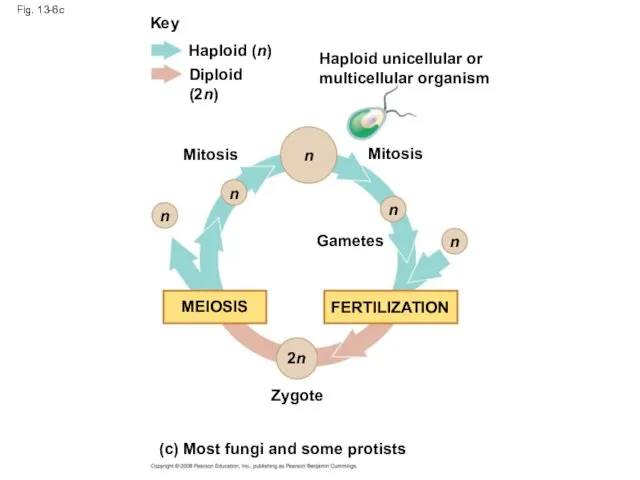 Fig. 13-6c Key Haploid (n) Diploid (2n) Mitosis Mitosis Gametes Zygote