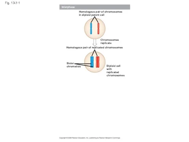 Fig. 13-7-1 Interphase Homologous pair of chromosomes in diploid parent cell