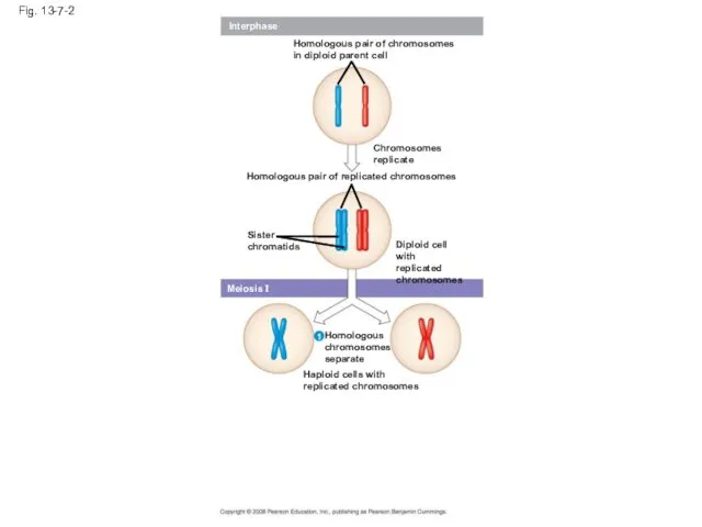 Fig. 13-7-2 Interphase Homologous pair of chromosomes in diploid parent cell