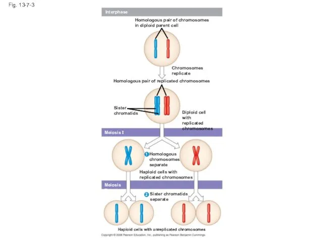 Fig. 13-7-3 Interphase Homologous pair of chromosomes in diploid parent cell