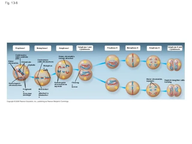 Fig. 13-8 Prophase I Metaphase I Anaphase I Telophase I and