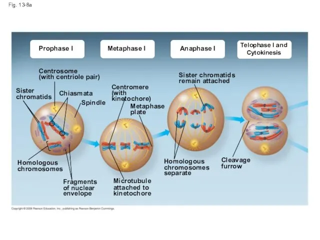 Metaphase I Fig. 13-8a Prophase I Anaphase I Telophase I and