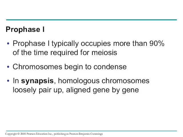 Prophase I Prophase I typically occupies more than 90% of the