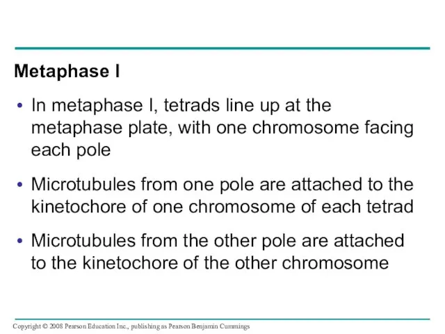 Metaphase I In metaphase I, tetrads line up at the metaphase