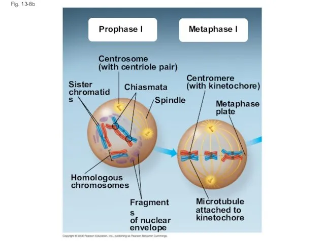 Fig. 13-8b Prophase I Metaphase I Centrosome (with centriole pair) Sister