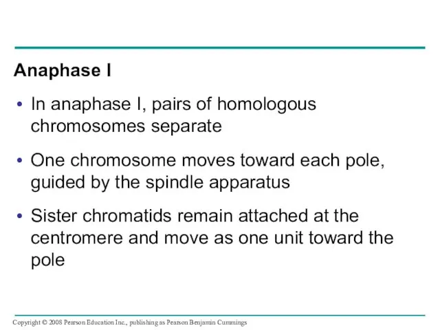 Anaphase I In anaphase I, pairs of homologous chromosomes separate One