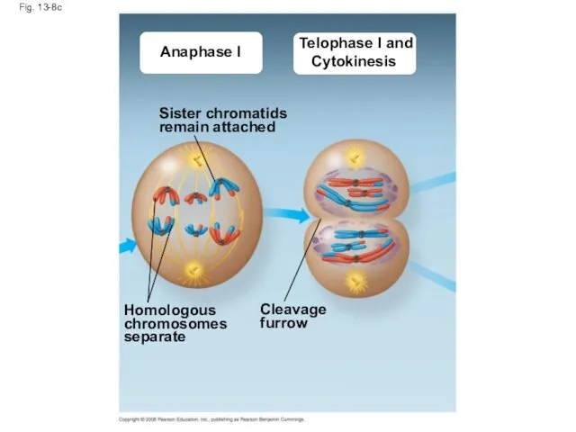 Fig. 13-8c Anaphase I Telophase I and Cytokinesis Sister chromatids remain