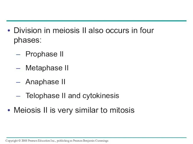 Division in meiosis II also occurs in four phases: – Prophase