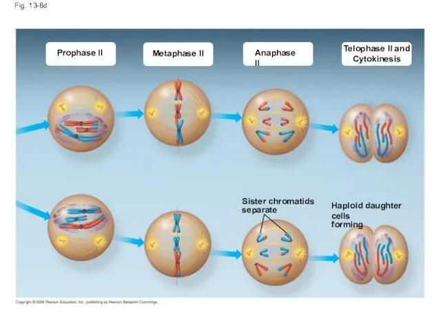 Fig. 13-8d Prophase II Metaphase II Anaphase II Telophase II and