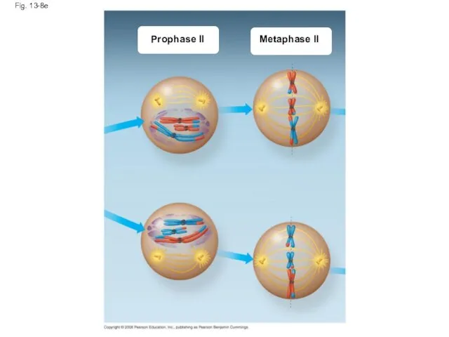 Fig. 13-8e Prophase II Metaphase II