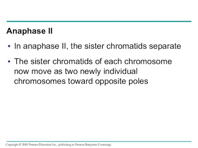Anaphase II In anaphase II, the sister chromatids separate The sister