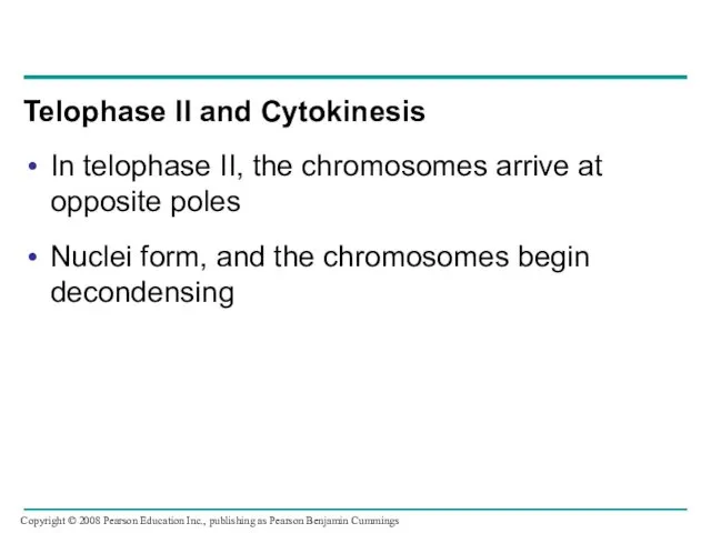 Telophase II and Cytokinesis In telophase II, the chromosomes arrive at
