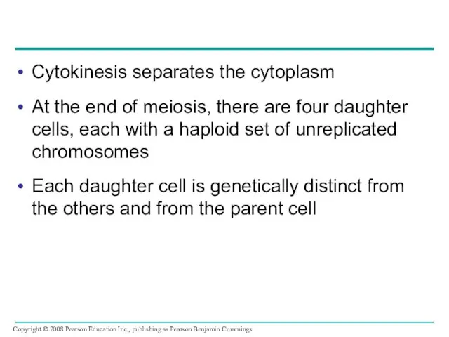 Cytokinesis separates the cytoplasm At the end of meiosis, there are