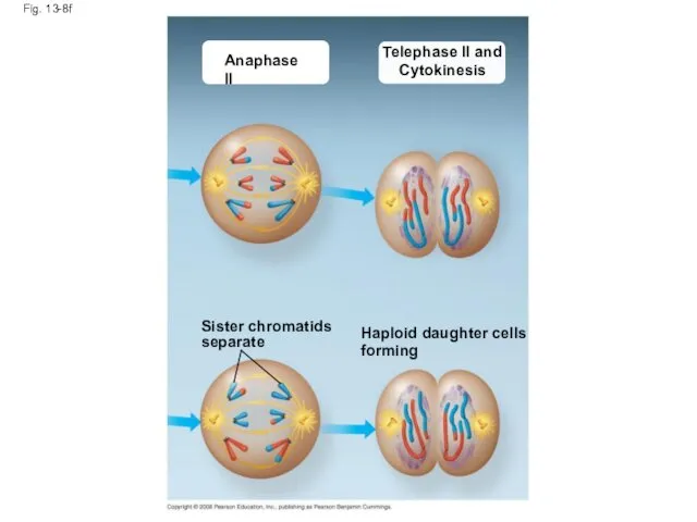 Fig. 13-8f Anaphase II Telephase II and Cytokinesis Sister chromatids separate Haploid daughter cells forming