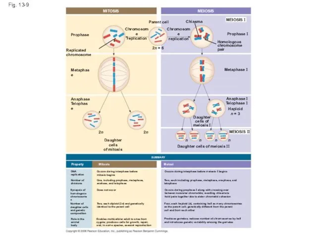 Fig. 13-9 MITOSIS MEIOSIS MEIOSIS I Prophase I Chiasma Homologous chromosome